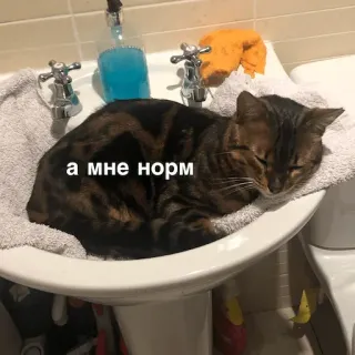 🙃 а мне норм แมว, อ่างล้างจาน, สัตว์, สัตว์เลี้ยง, ผ่อนคลาย, น่ารัก telegram sticker