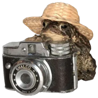 ❤️ SHALCO rã, sapo, câmera, fotografia, animal, chapéu, vintage, Shalco whatsapp sticker