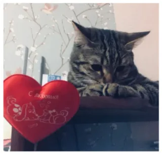 ❤️ С любовью! gato, coração, amor, animais de estimação, animal telegram sticker