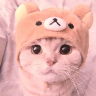 🐈 cat, animal, kitten, cute, pet, bear hat, cosplay, rilakkuma, kawaii whatsapp sticker