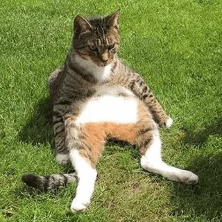 😾 cat, grass, animal, pet, sitting, domestic animal, tabby telegram sticker