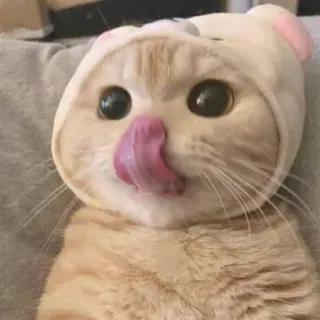 🥺 แมว, สัตว์, น่ารัก, สัตว์เลี้ยง, เลีย telegram sticker