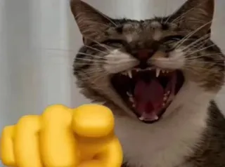 🌟 cat, emoji, pointing, animal, meme, funny telegram sticker
