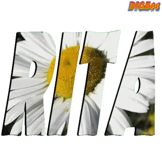🤭 ANTI Anti, Gänseblümchen, Blume, Aufkleber, Natur telegram sticker
