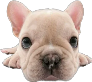 😔 ลูกสุนัข, สุนัข, เฟรนช์ บูลด็อก, สัตว์, น่ารัก telegram sticker