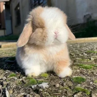 🌟 bunny, rabbit, cute, animal, pet, mammal, fluffy whatsapp sticker