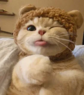 😉 кот, животное, питомец, милый, шляпа, медведь, подмигивающий telegram sticker