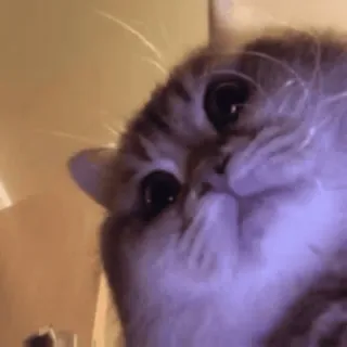 🐱 kot, słodki, zwierzę domowe, zwierzę, kociak, kot domowy, ssak telegram sticker
