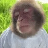 🐒