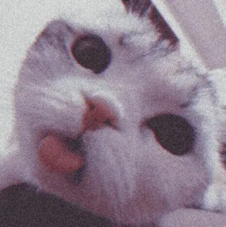 🐈‍⬛️ cat, animal, pet, cute, domestic animal telegram sticker