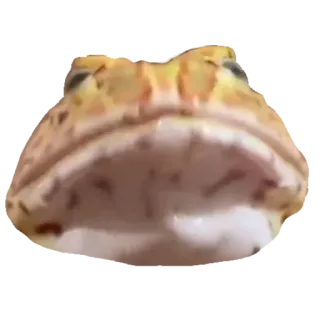 ❤️ rã, animal, anfíbio, vida selvagem, natureza whatsapp sticker