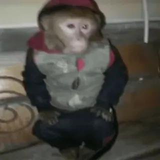 😕 monkey, animal, primate, dressed monkey, animal meme whatsapp sticker