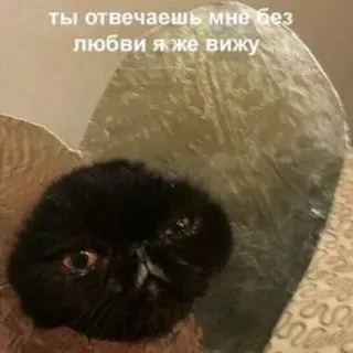 😡 ты отвечаешь мне без любви я же вижу cat, meme, sad, animal, funny telegram sticker