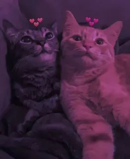 🌸 猫, 愛, ペット, かわいい, 動物 telegram sticker