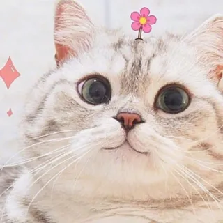 🐱 gato, animal, fofo, flor, animal de estimação, gatinho, gato doméstico, gato malhado telegram sticker