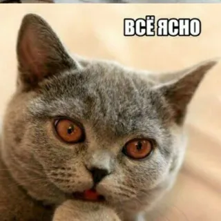😕 ВСЁ ЯСНО gatto, meme, russo, gatto grigio, animale whatsapp sticker
