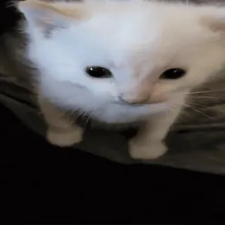 🌟 kätzchen, katze, weiße katze, haustier, tier, süß whatsapp sticker