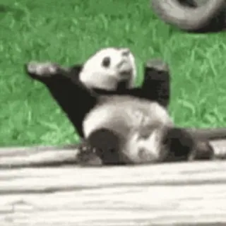😁 panda, animal, funny, cute, meme, nature, wildlife telegram sticker