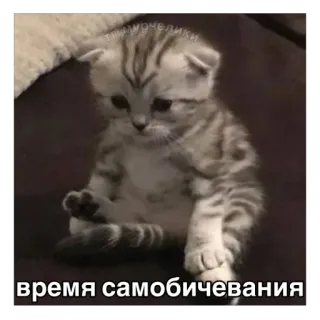 Больше стиков тут: @stikery4 telegram stickers
