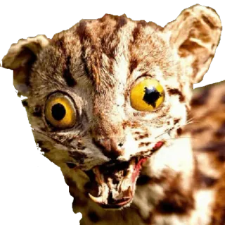 👹 taxidermie, chat, animal, faune, peluche whatsapp sticker