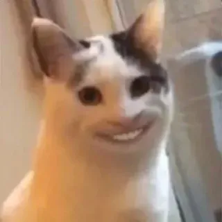 😃 кот, животное, мем, смешной, жуткий, улыбка, питомец telegram sticker
