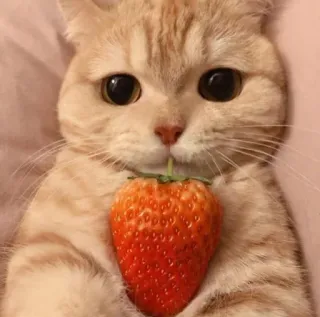 😻 gato, morango, animal de estimação, animal, fofo, gatinho, comida telegram sticker