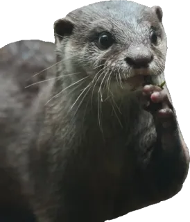 🤔 Wydra, Zwierzę, Ssaki, Dzikie zwierzęta telegram sticker