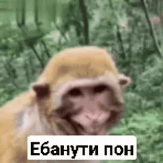 😇 Ебанути пон scimmia, offensivo, umorismo, slang, animale, russo telegram sticker
