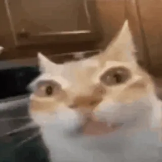 😐 mèo, hài hước, meme, động vật, thú cưng telegram sticker