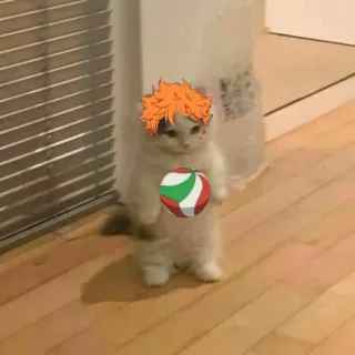 🏐 Hinata Shoyo Haikyuu!! cat, Hinata Shoyo, Haikyuu!!, anime, volleyball, meme telegram sticker