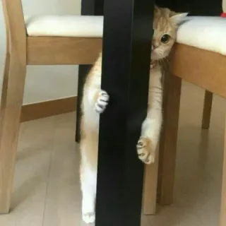 ☹️ gato, escondido, animal, fofo, animal de estimação, mesa, gatinho, brincalhão telegram sticker