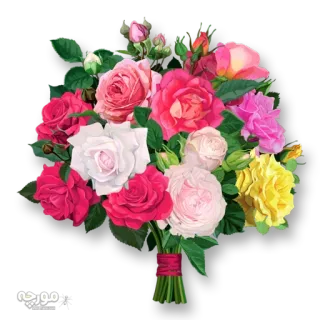 💐 مورچه flowers, roses, bouquet, floral, pink, red, yellow, white telegram sticker