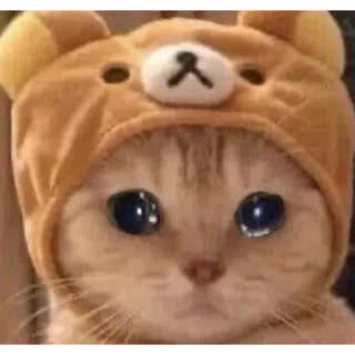 😢 kucing, hewan, imut, hewan peliharaan, Rilakkuma, topi beruang telegram sticker