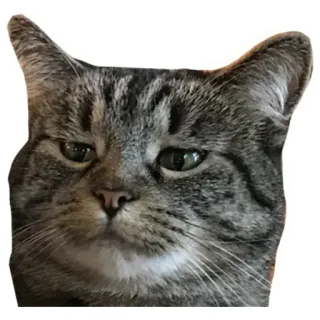 😾 แมว, สัตว์, สัตว์เลี้ยง, สัตว์เลี้ยงลูกด้วยนม, แมวบ้าน, แมวลายสลิด telegram sticker