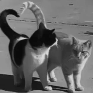 🐈‍⬛️ кошки, животные, домашние животные, кошачьи, питомцы, любовь к кошкам telegram sticker