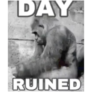 😞 DAY RUINED goryl, smutny, mem, zwierzę, małpa telegram sticker