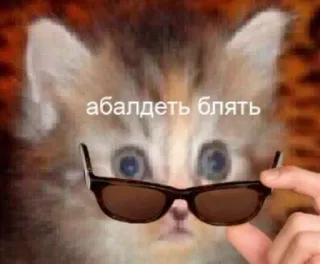 😳 абалдеть блять Katze, Sonnenbrille, Russisch, Schimpfwort, Tier, Meme whatsapp sticker
