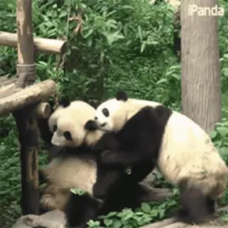 🐼 Panda, Binatang, Lucu, Satwa liar, Alam, Mamalia whatsapp sticker