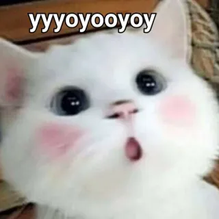 😯 yyyoyooyoy แมว, สีขาว, มีม, สัตว์, น่ารัก whatsapp sticker