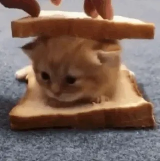 🕯 cat, kitten, bread, sandwich, animal, cute, funny whatsapp sticker