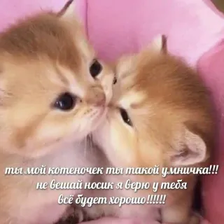 ❤️ ты мой котеночек ты такой умничка!!!
не вешай носик я верю у тебя
всё будет хорошо!!!!!! ลูกแมว, แมว, น่ารัก, ความรัก, มิตรภาพ, แสดงความรัก telegram sticker