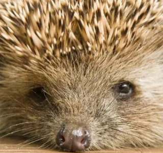 😒 ハリネズミ, 動物, 哺乳類, 野生動物, かわいい, 自然 whatsapp sticker