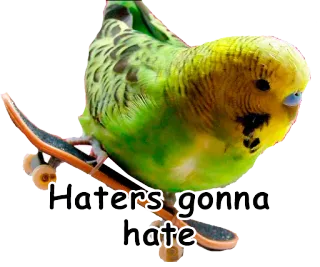 😏 Haters gonna hate pássaro, skate, periquito, haters, meme telegram sticker