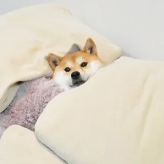👀 chien, shiba inu, sommeil, lit, mignon, animal telegram sticker
