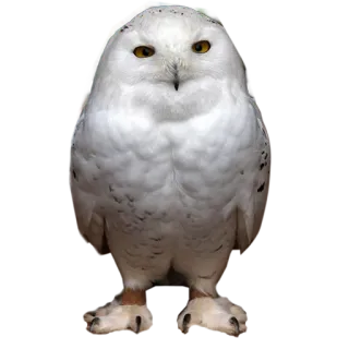 😑 owl, snowy owl, bird, animal, wildlife, white owl telegram sticker