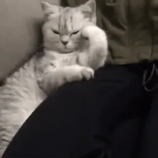 🐾 gato, fofo, animal, animal de estimação, felino, gato cinza, relaxado whatsapp sticker
