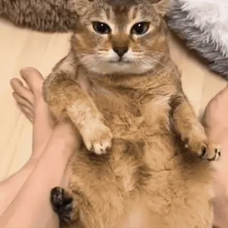 🐾 猫, 动物, 宠物, 可爱, 家养, 猫科, 哺乳动物 telegram sticker