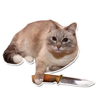 😡 cat, knife, animal, pet, domestic, danger telegram sticker