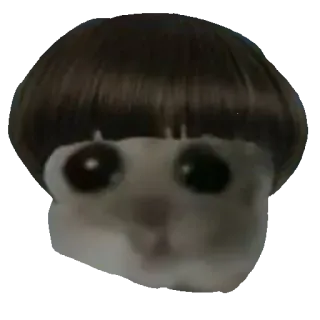 🧑‍🦳 Sad Cat Meme sad cat, meme, bowl cut, funny, cat, kitten, sad, crying telegram sticker