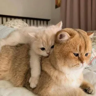🥺 kucing, anak kucing, hewan, imut, hewan peliharaan, kucing domestik, felin telegram sticker